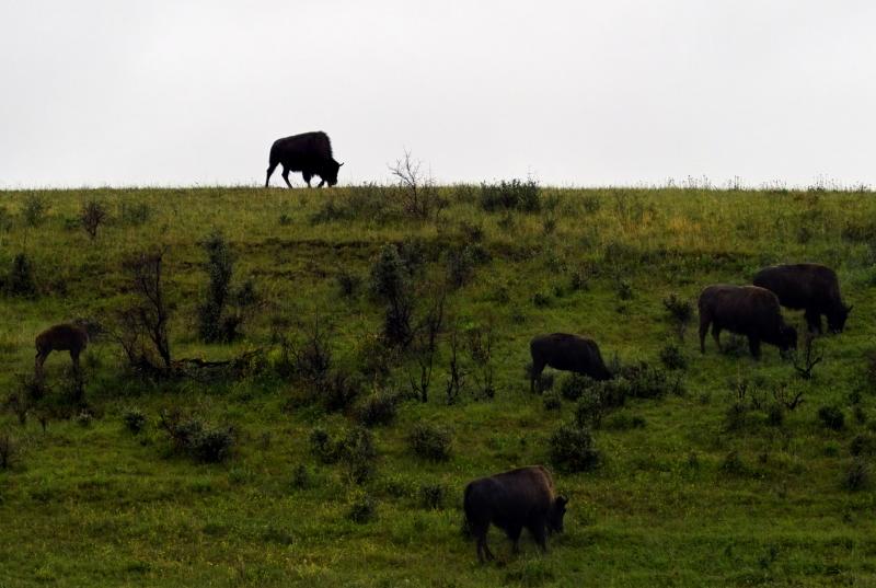 Watcher on the Hill