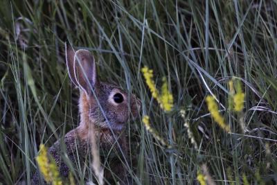 Grass Rabbit