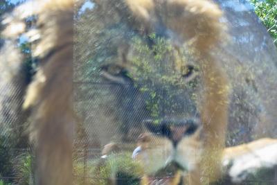 u32/kgelner/medium/31512159.LionReflectionIMG11429.jpg