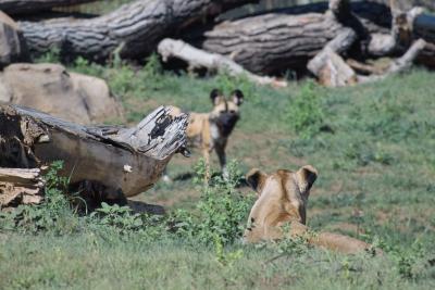 Crouching Lioness, Wild Dog