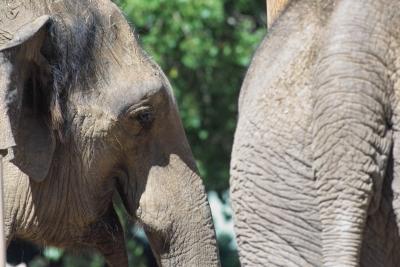 Elephant Mugshot