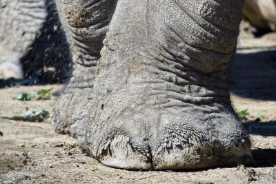 Elephant Feet