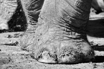 Elephant Feet B&W