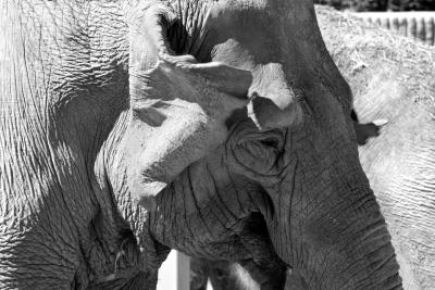 Elephant Ear B&W