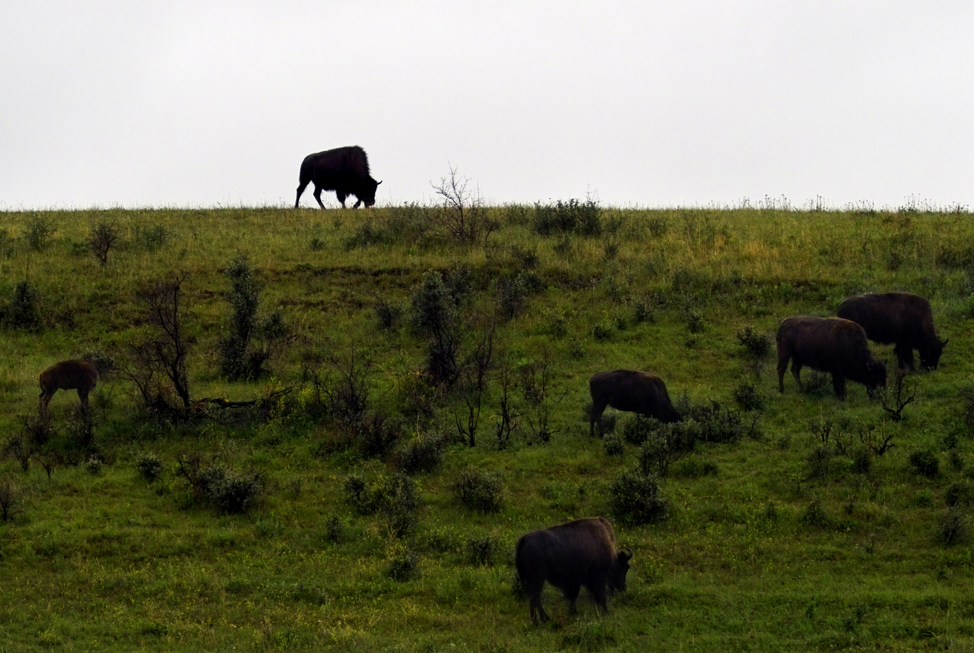 Watcher on the Hill