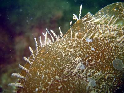 Close up of Kelp