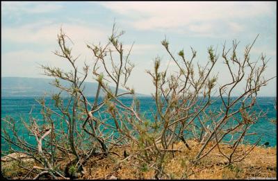 u32/kipa/medium/21059093.GR_Naxos_LSN0033c.jpg