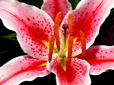 2flower2843.jpg