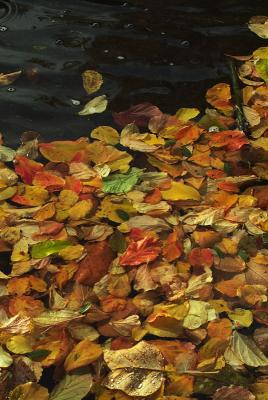 Autumn Colour by Flick Merauld