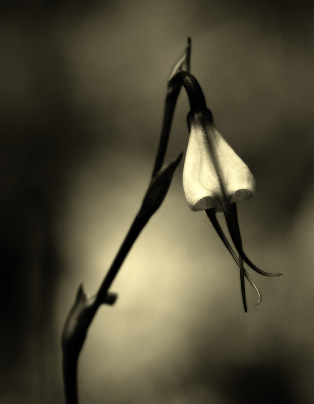 Dracula by John Hill