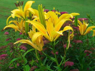 Lilies