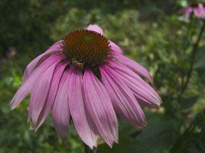 Coneflower
