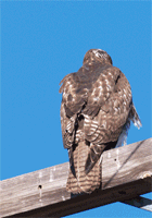 2CropAAntimatedPC162893-cop.gif