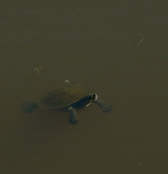 Nudgee Waterholes Turtle