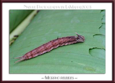 Caterpillar Morpho Peleides