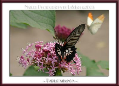 Papilio Memnon