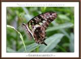 Graphium Sarpedon