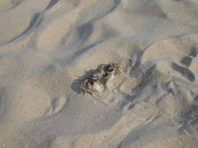 20040716 Small crab