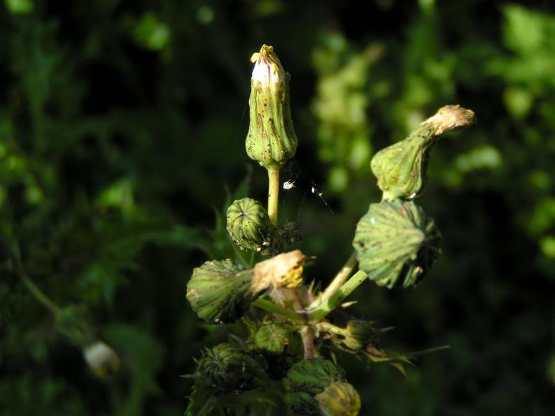 Thistle