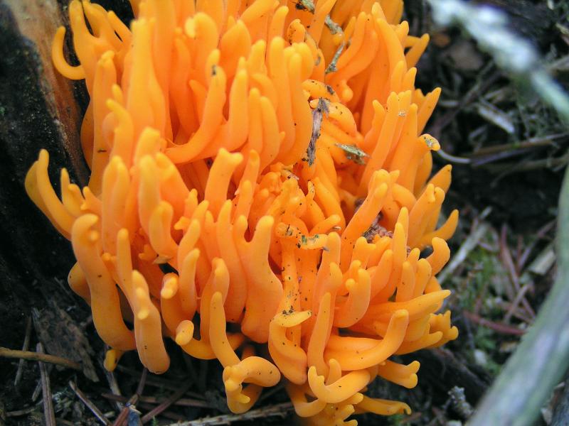 Ramaria ???