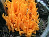 Ramaria ???