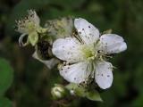 Blackberry flower