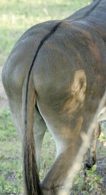 Graphical butt 165.jpg