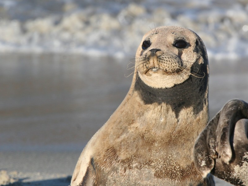 Seal 4