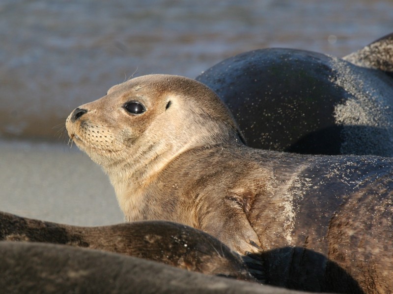 Seal 3