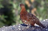 Male Ptarmigan Denali National Park