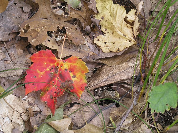 Color Drop