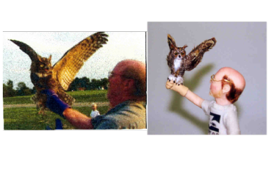 Charlie of Raptor Inc.& Great Horned Owl (SOLD)