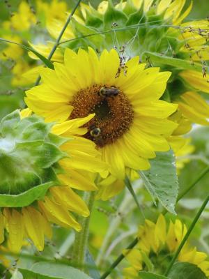 sunflowers