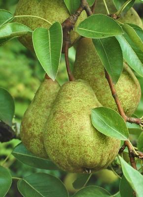 fruit of a dwarf pear tree