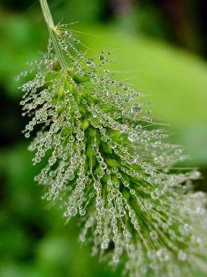 foxtail drizzle