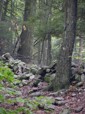 forest stonerow