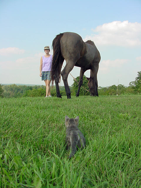 feline stalks equine