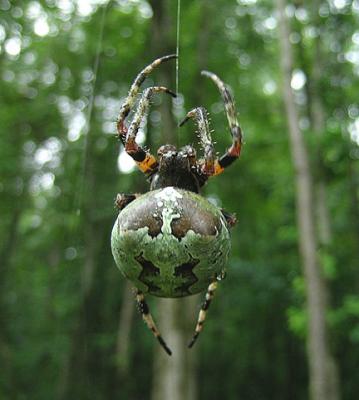 Giant Lichen Orbweaver Spider