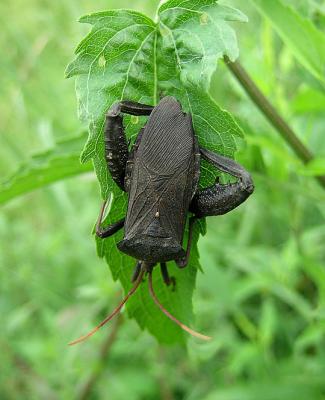 Acanthocephala femorata