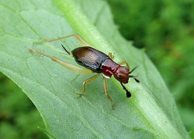  Red-headed Bush Cricket