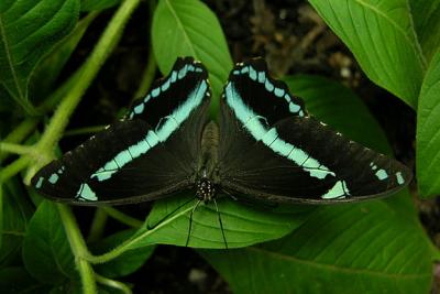 Narrow Green Banded Swallowtail