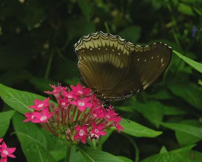 Great Egg Fly