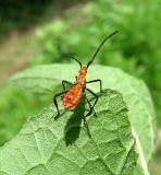 Leaf-footed Bug Nymph (Leptoglossus)
