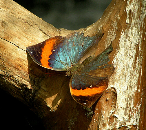 Dead Leaf Butterfly