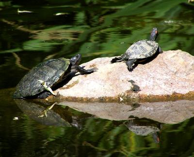 w pond turtle and re slider.jpg
