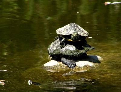 double decker turtles.jpg