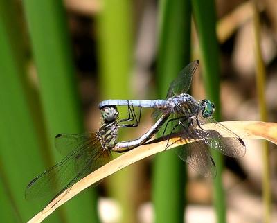 blue dashers in mating wheel.jpg