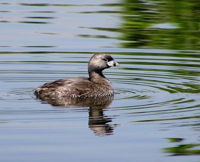 pb_grebe_and_ruddy_ducks