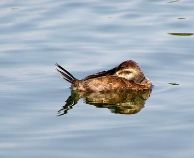 ruddy duck female.jpg