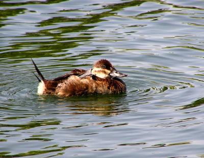 ruddy duck foot.jpg